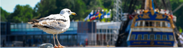 seagull
