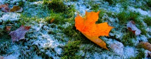 maple-leaf-1-kopio