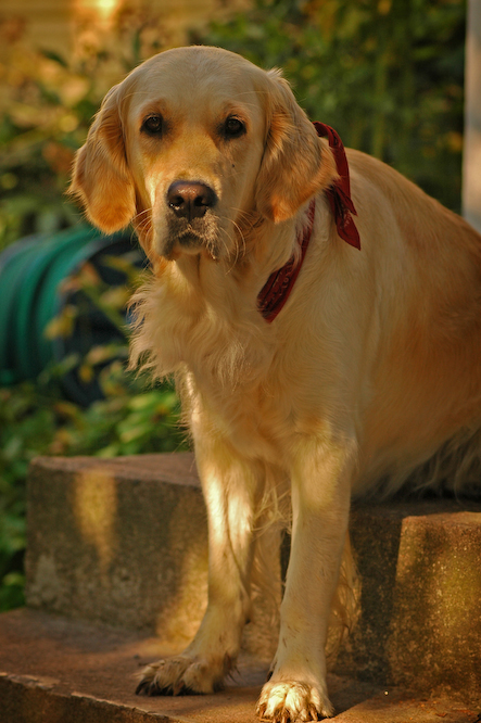 Grannens_hund
