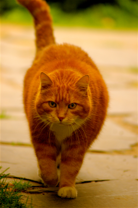 Tigerkatten