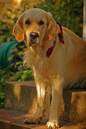 Grannens_hund