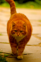 Tigerkatten